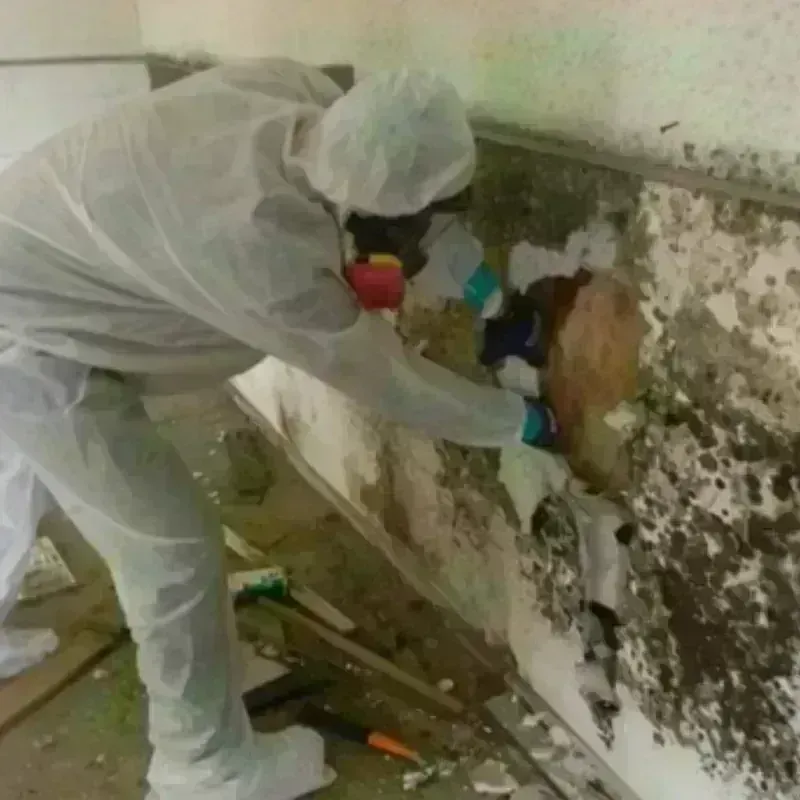 Mold Remediation and Removal in Munster, IN